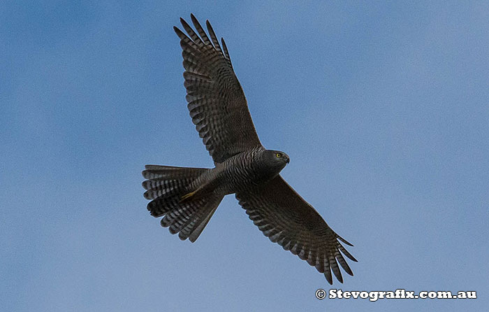Brown Goshawk - Accipiter fasciatus Brown Goshawk