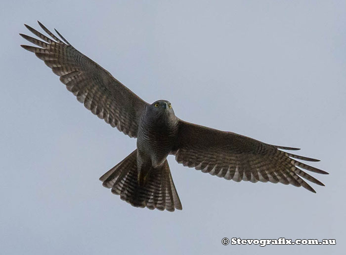 Brown Goshawk - Accipiter fasciatus Brown Goshawk