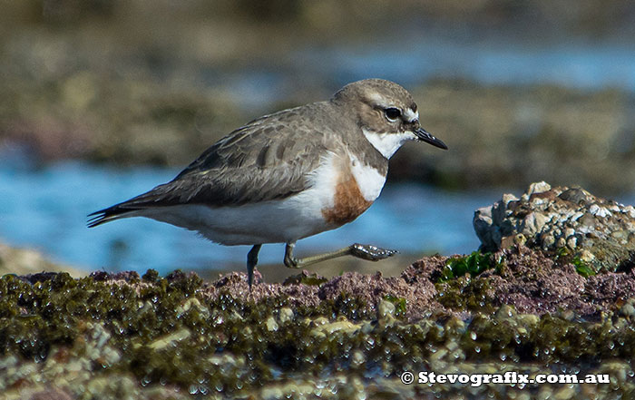 Double-banded Plover in breeding colours - Charadrius bicinctus Double-banded Plover in breeding colours