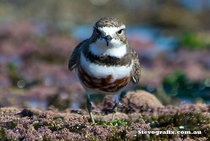 Double-banded Plover in breeding colours - Charadrius bicinctus Double-banded Plover in breeding colours