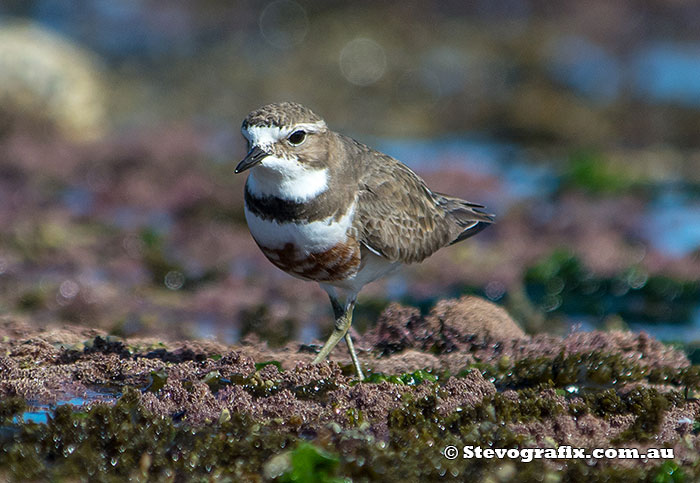 Double-banded Plover in breeding colours - Charadrius bicinctus Double-banded Plover in breeding colours