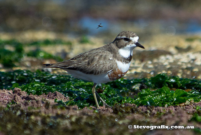Double-banded Plover in breeding colours - Charadrius bicinctus Double-banded Plover in breeding colours