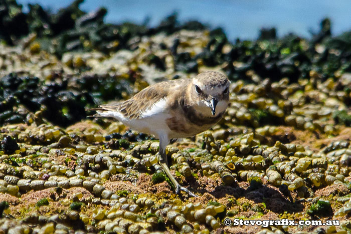 Double-banded Plover - Charadrius bicinctus Double-banded Plover