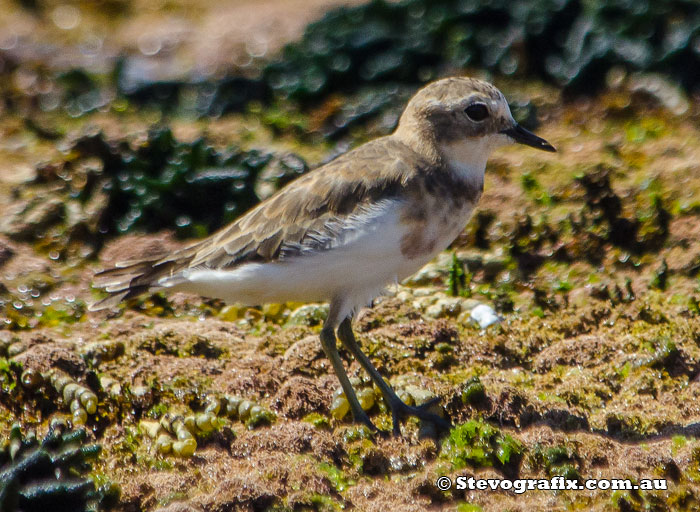 Double-banded Plover - Charadrius bicinctus Double-banded Plover