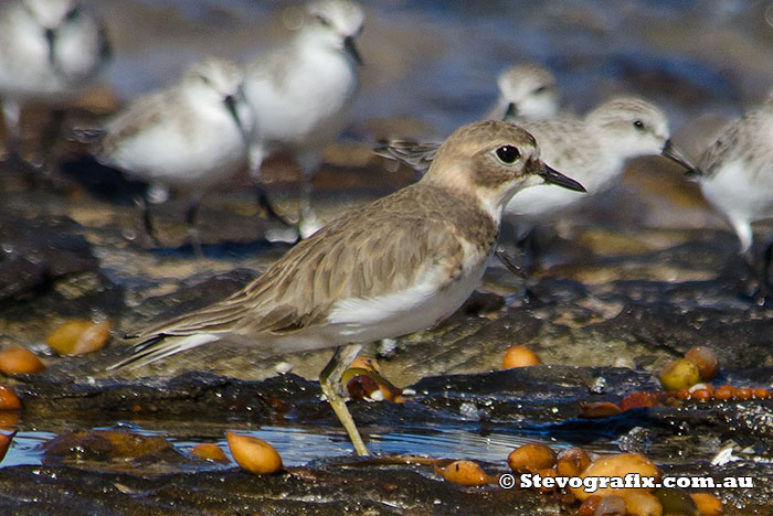 Double-banded Plover - Charadrius bicinctus Double-banded Plover