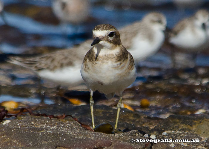 Double-banded Plover - Charadrius bicinctus Double-banded Plover