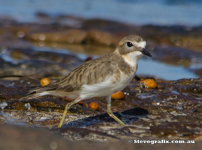 Double-banded Plover - Charadrius bicinctus Double-banded Plover