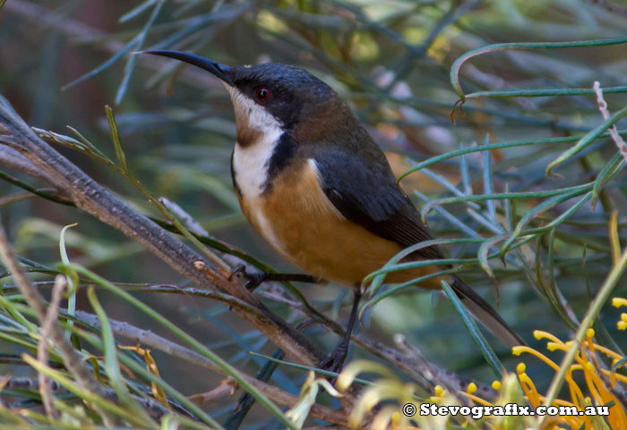 Eastern Spinebill - Acanthorhynchus tenuirostris Eastern Spinebill