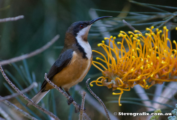 Eastern Spinebill - Acanthorhynchus tenuirostris Eastern Spinebill