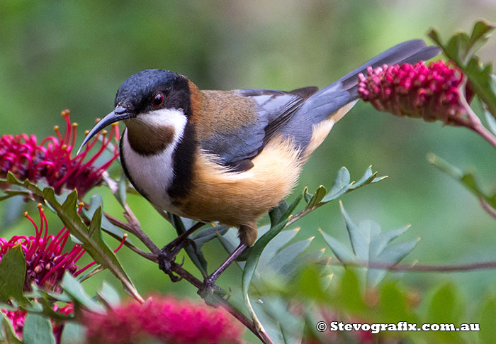 Eastern Spinebill - Acanthorhynchus tenuirostris Eastern Spinebill