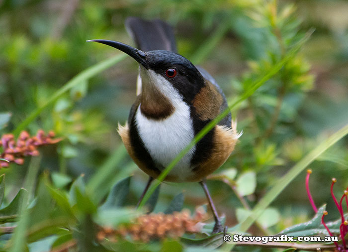 Eastern Spinebill - Acanthorhynchus tenuirostris Eastern Spinebill