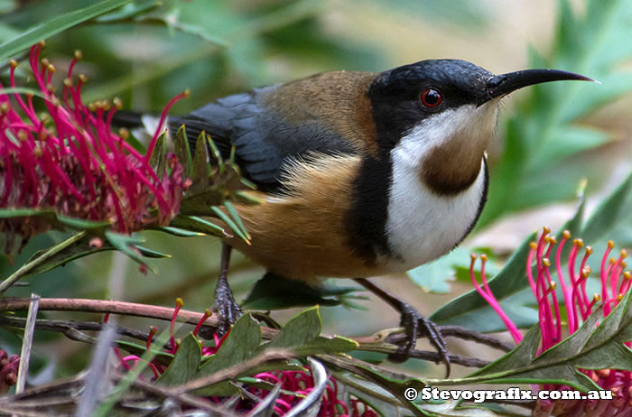 Eastern Spinebill - Acanthorhynchus tenuirostris Eastern Spinebill