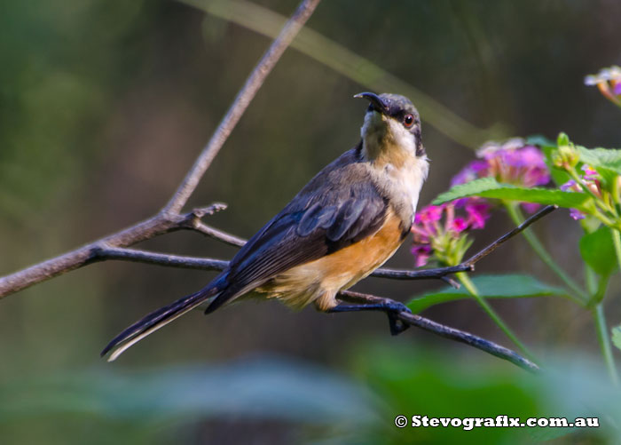 Eastern Spinebill - Acanthorhynchus tenuirostris Eastern Spinebill