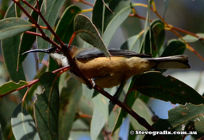 Eastern Spinebill - Acanthorhynchus tenuirostris Eastern Spinebill