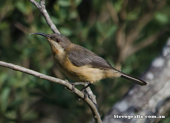 juvenile Eastern Spinebill - Acanthorhynchus tenuirostris juvenile Eastern Spinebill