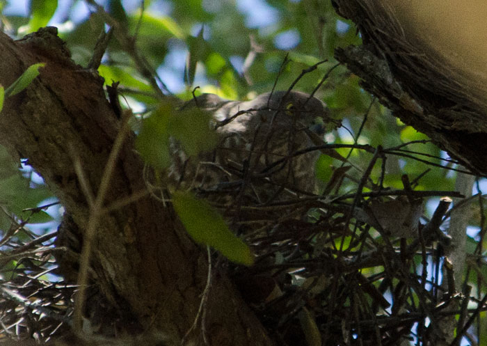 Brown Goshawk - Accipiter fasciatus Brown Goshawk