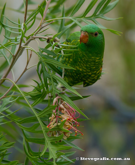 Scaly-breasted Lorikeet - Trichoglossus chlorolepidotus Scarly-breasted Lorikeet
