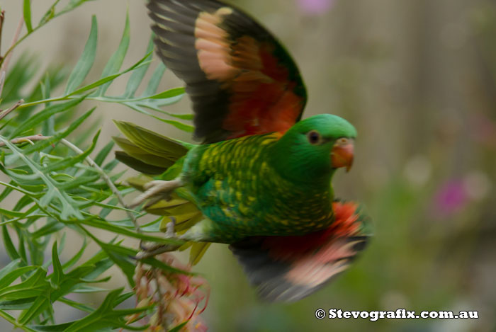 Scaly-breasted Lorikeet - Trichoglossus chlorolepidotus Scarly-breasted Lorikeet