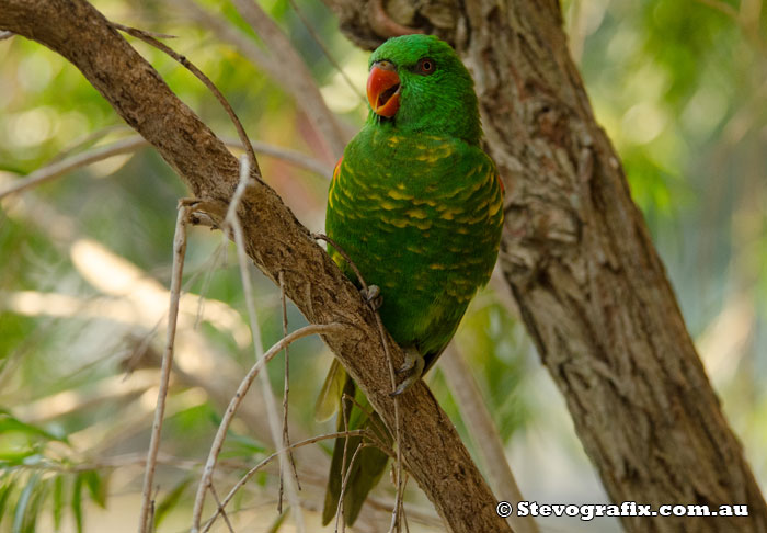 Scaly-breasted Lorikeet - Trichoglossus chlorolepidotus Scarly-breasted Lorikeet