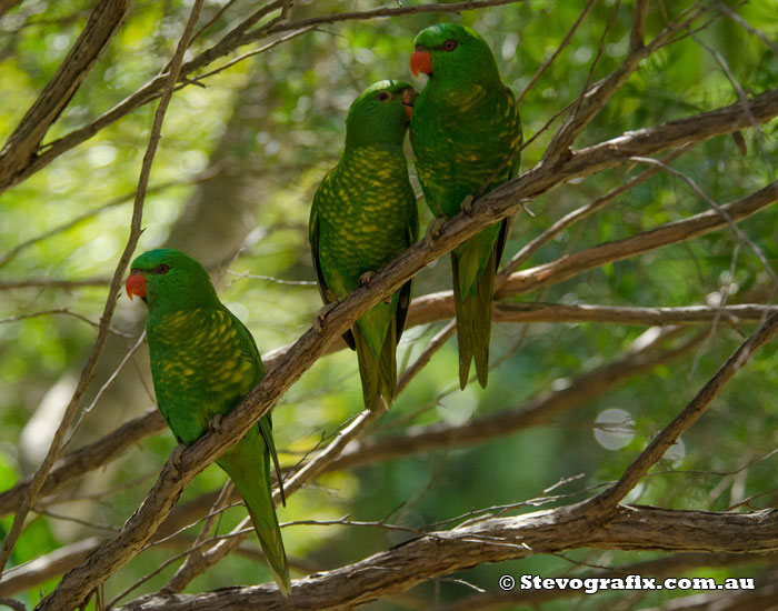 Scaly-breasted Lorikeets - Trichoglossus chlorolepidotus Scarly-breasted Lorikeets