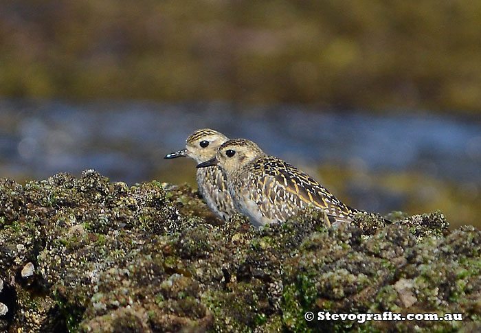 Pacific Golden Plover and Double-banded Plover