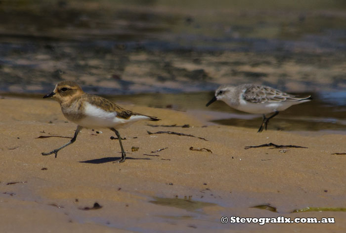 Double-banded Plover - Charadrius bicinctus Double-barred Plover & Red-necked Stint