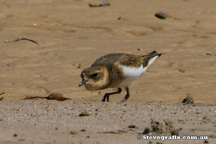 Double-banded Plover - Charadrius bicinctus Double-banded Plover