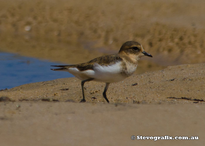 Double-banded Plover - Charadrius bicinctus Double-banded Plover