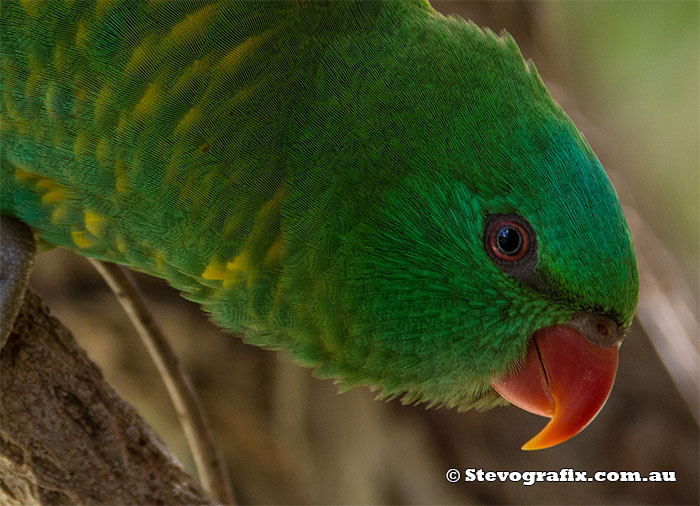 Scaly-breasted Lorikeet close-up - Trichoglossus chlorolepidotus Scaly-breasted Lorikeet close-up