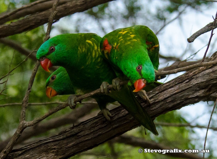 Scaly-breasted Lorikeet - Trichoglossus chlorolepidotus Scarley-breasted Lorikeets