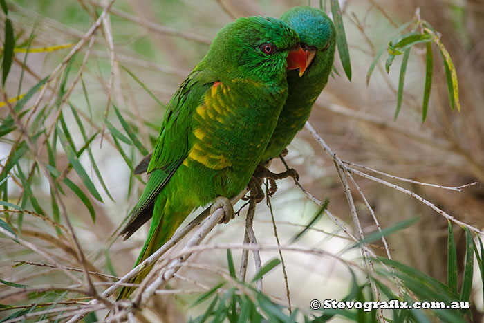 Scaly-breasted Lorikeets - Trichoglossus chlorolepidotus Scalt-brested lorikeets