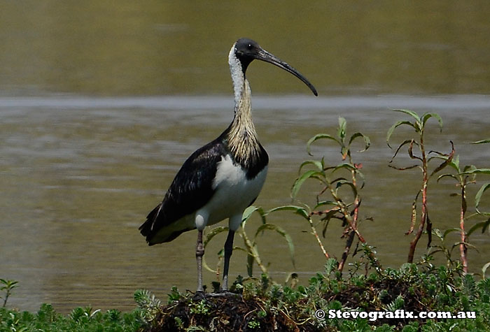 Straw-necked Ibis - Threskiornis spinicollis Straw-necked Ibis