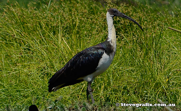 Straw-necked Ibis - Threskiornis spinicollis Straw-necked Ibis