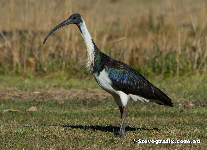 Straw-necked Ibis - Threskiornis spinicollis Straw-necked Ibis