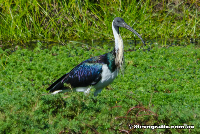 Straw-necked Ibis - Threskiornis spinicollis Straw-necked Ibis