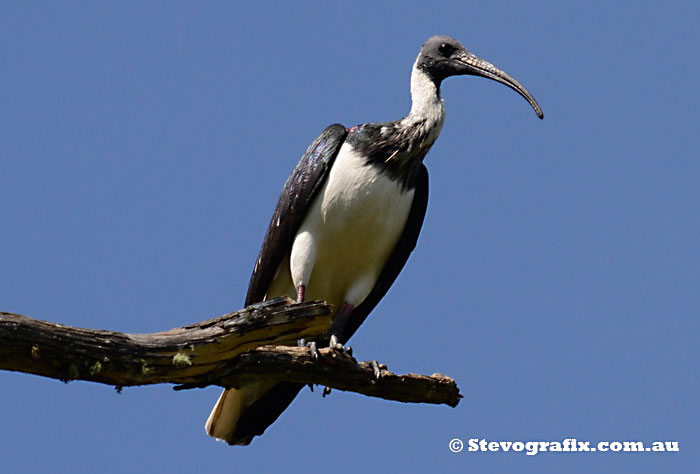 Straw-necked Ibis - Threskiornis spinicollis Straw-necked Ibis