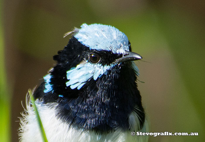 non-dominant male Superb Fairy-wren gaining breeding colours male Suberb Fairy-wren