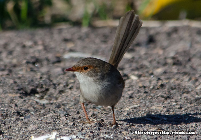 female Superb Fairy-wren Female Superb Fairy-wren