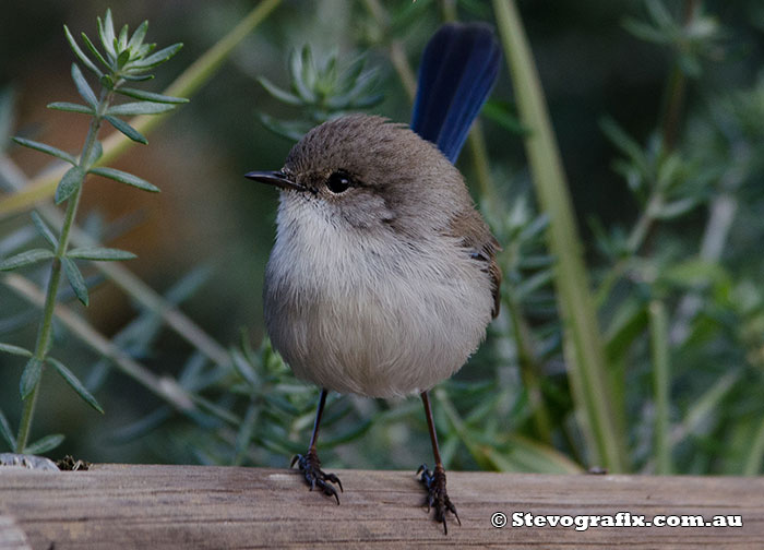 Eclipse male Superb Fairy-wren Eclipse male Superb Fairy-wren