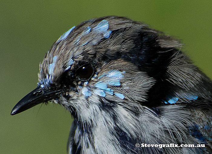 non-dominant male Superb Fairy-wren gaining breeding colours non-dominant male Superb Fairy-wren