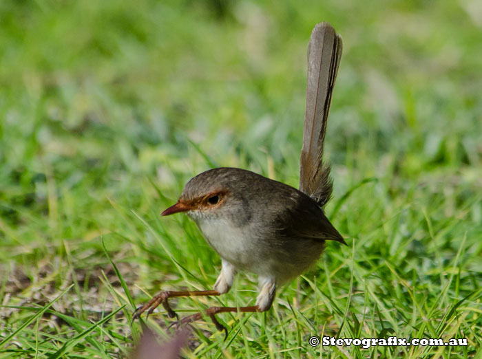female Superb Fairy-wren hopping female Superb Fairy-wren hopping