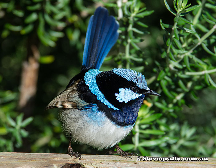 Male Superb Fairy-wren Male Superb Fairy-wren