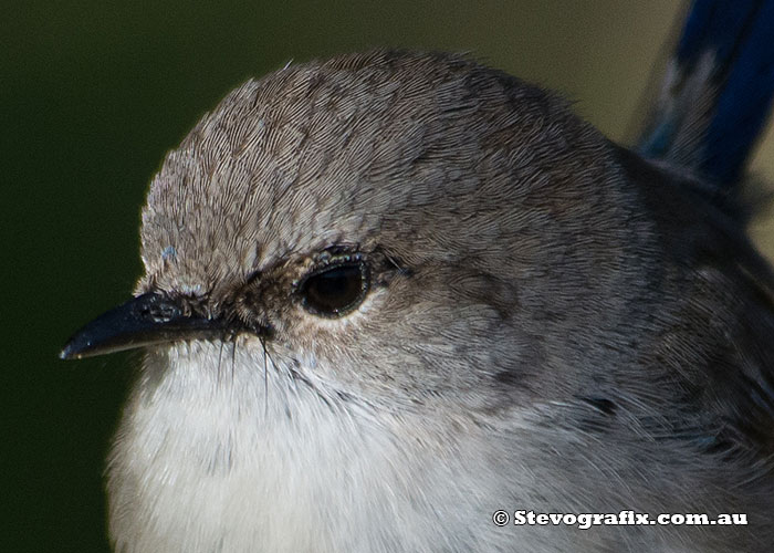 eclipse male Suberb Fairy-wren eclipse male Suberb Fairy-wren