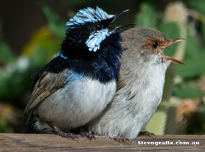A pair of supurb Fairy-wrens in full voice - Malurus cyaneus A pair of supurb Fairy-wrens in full voice