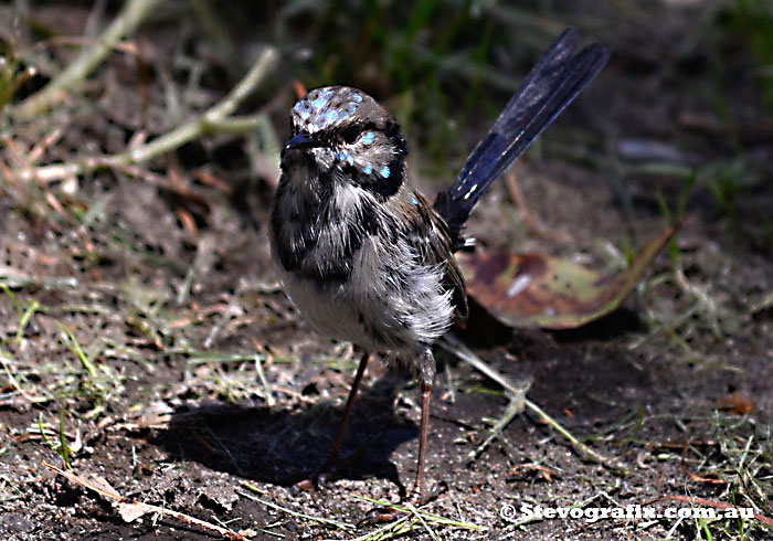 A male Supurb Fairy-wren starting to moult - Malurus cyaneus Male Superb Fairy-wren losing his breeding colours
